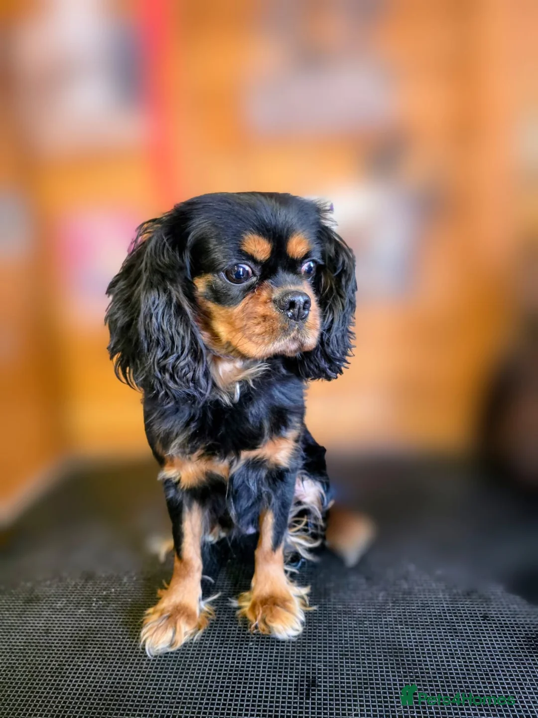 Cavalier King Charles Spaniel dogs for sale: Beautiful black and tan girl Cavalier KC   - Advert 2