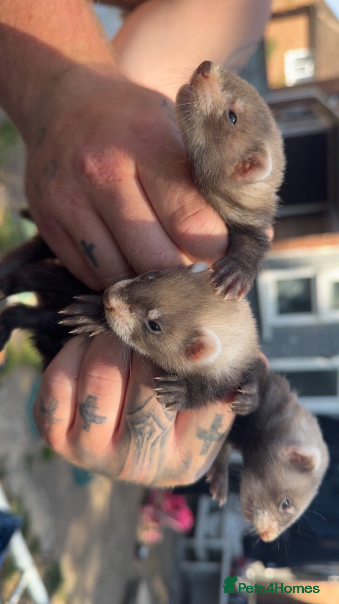 Ferret rodents Ferrets for sale - Advert 2