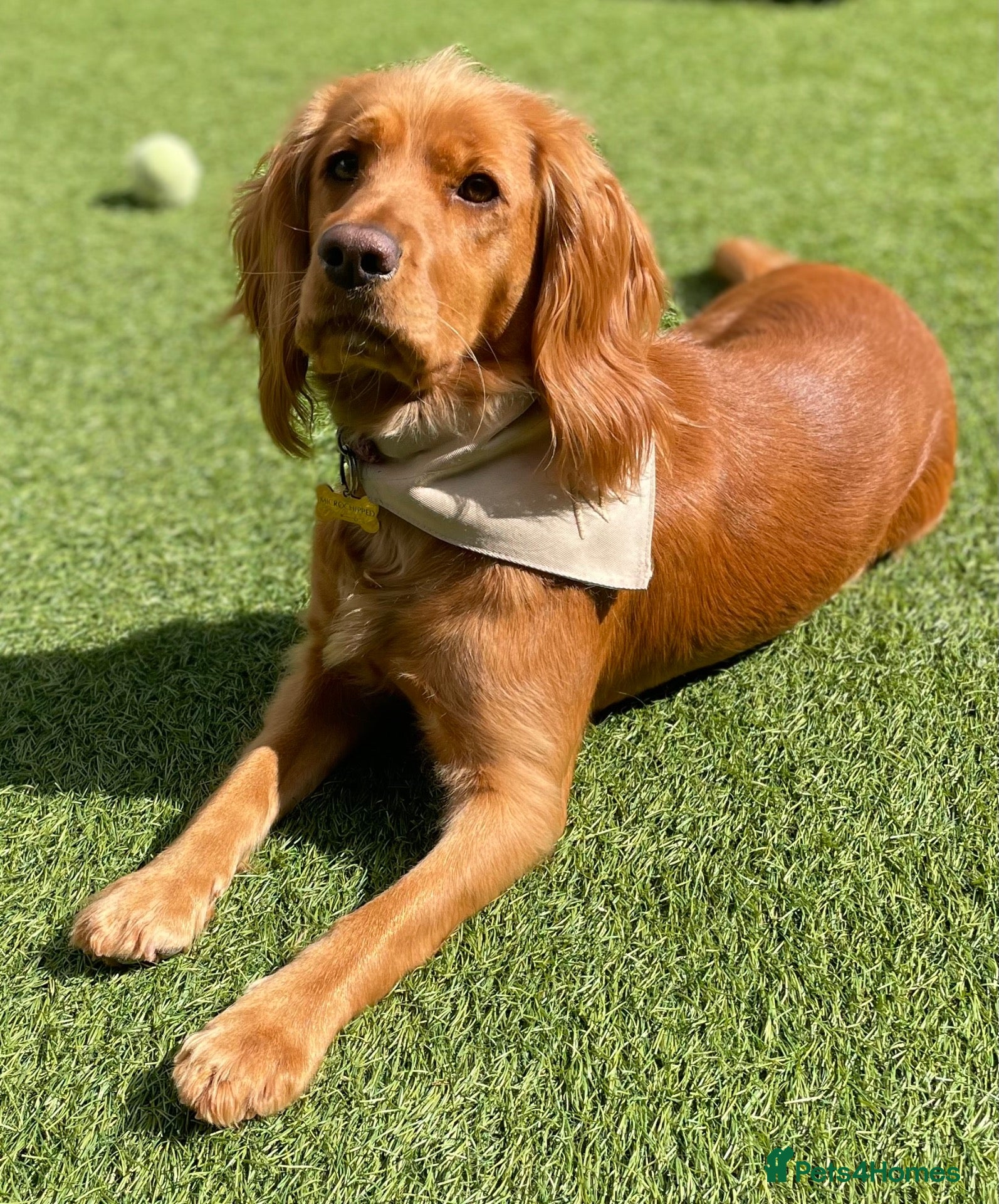 Cocker Spaniel dogs KC Working cocker spaniels - Advert 2