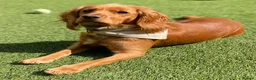 Cocker Spaniel dogs for sale: KC Working cocker spaniels - Advert 1
