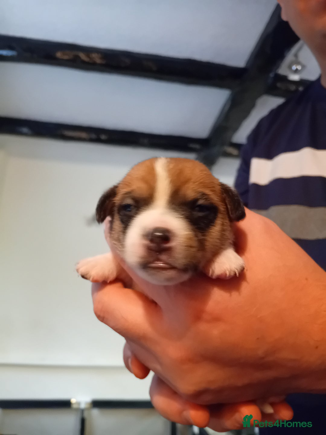 Jack Russell dogs for sale: 6 beautiful Jack russells available  - Advert 13