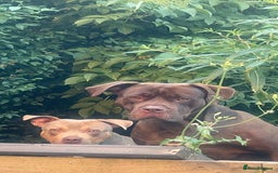 American Bulldog dogs for sale: 2-3 year old bulldog - Image 3