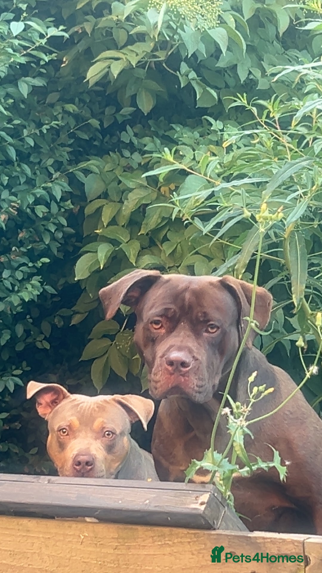 American Bulldog dogs for sale: 2-3 year old bulldog - Image 3