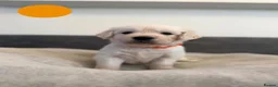 Golden Retriever dogs for sale: Golden Retriever Puppies – 4 Girls & 4 Boys - Advert 13
