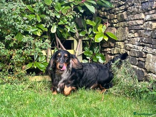 Dachshund dogs Standard Silver Dapple Long Haired Dachshund Stud in Bishop Auckland - Advert 4