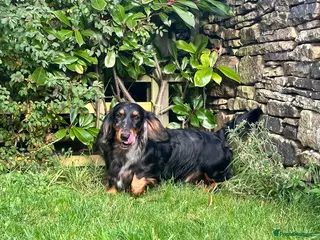 Dachshund dogs Standard Silver Dapple Long Haired Dachshund Stud in Bishop Auckland - Advert 3