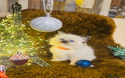 Ragdoll cats for sale: GCCF Pure Ragdoll Seal/Blue Point Lynx Mitted - Advert 13