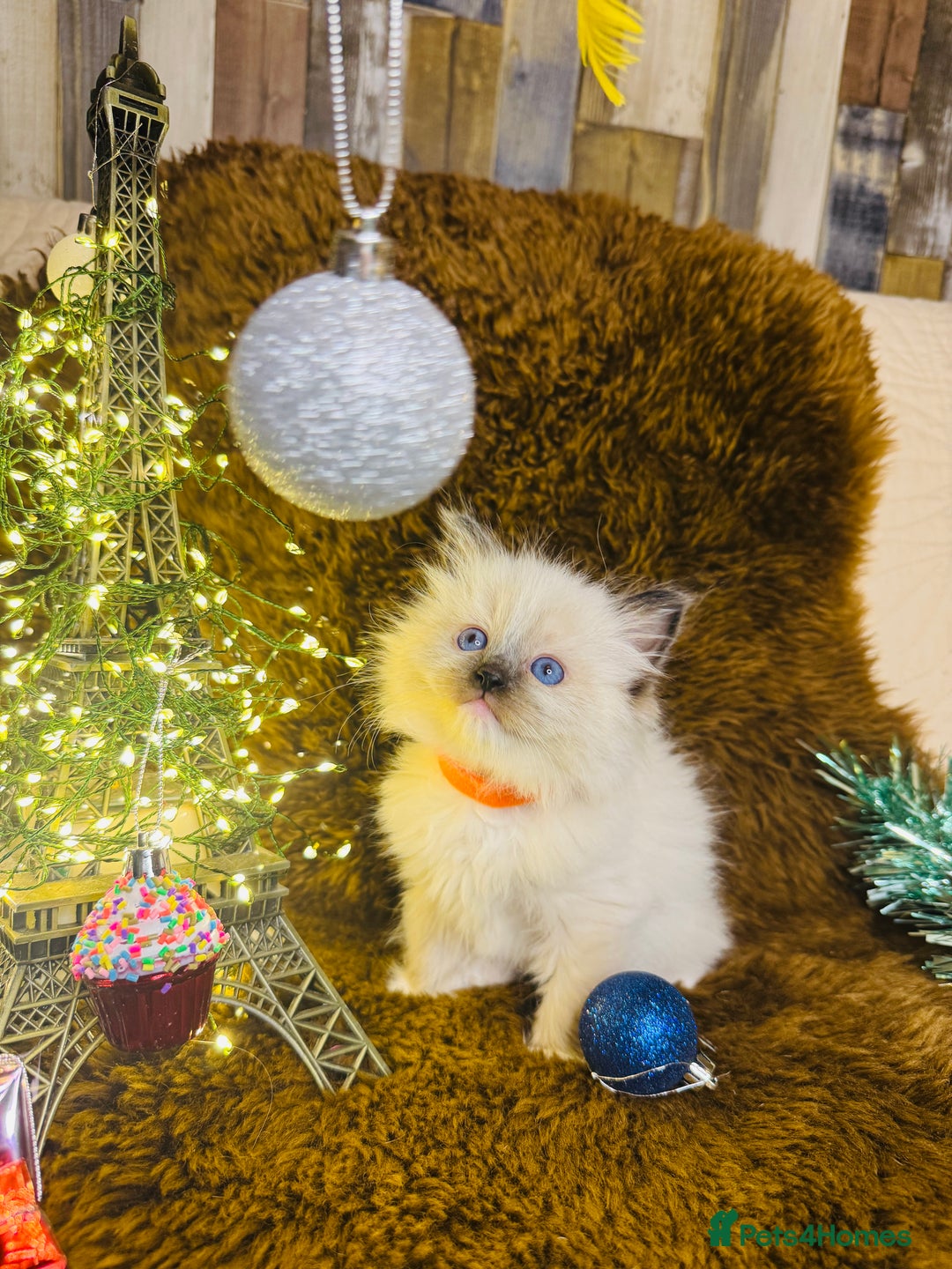 Ragdoll cats for sale: GCCF Pure Ragdoll Seal/Blue Point Lynx Mitted - Advert 13