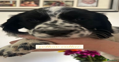 Sprocker dogs - Advert 16