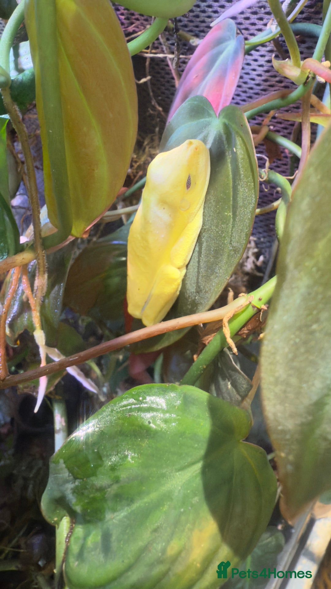 Frog reptiles for sale: Albino red eyed tree frogs and set up  - Image 2