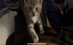 Mixed Breed cats for sale: Half ragdoll girl kittens ready now  - Image 13