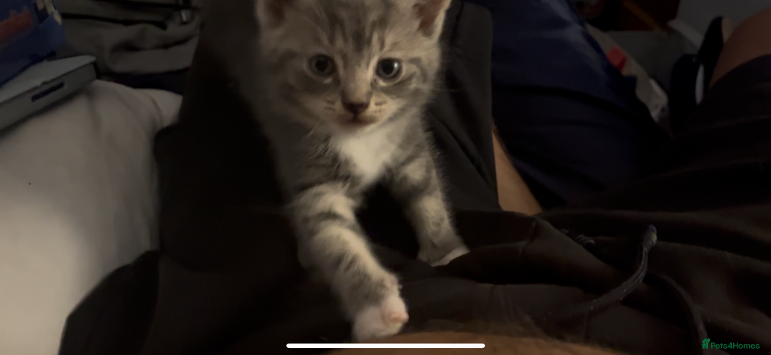 Mixed Breed cats for sale: Half ragdoll girl kittens ready now  - Image 13