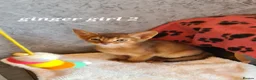 Abyssinian cats for sale: Pedigree tica reg Abyssinians - Advert 8