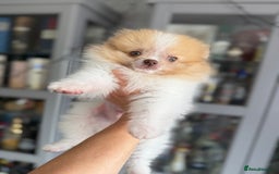 Pomeranian dogs for sale: Chocolate party & chocolate sable party Merle boys - Image 8