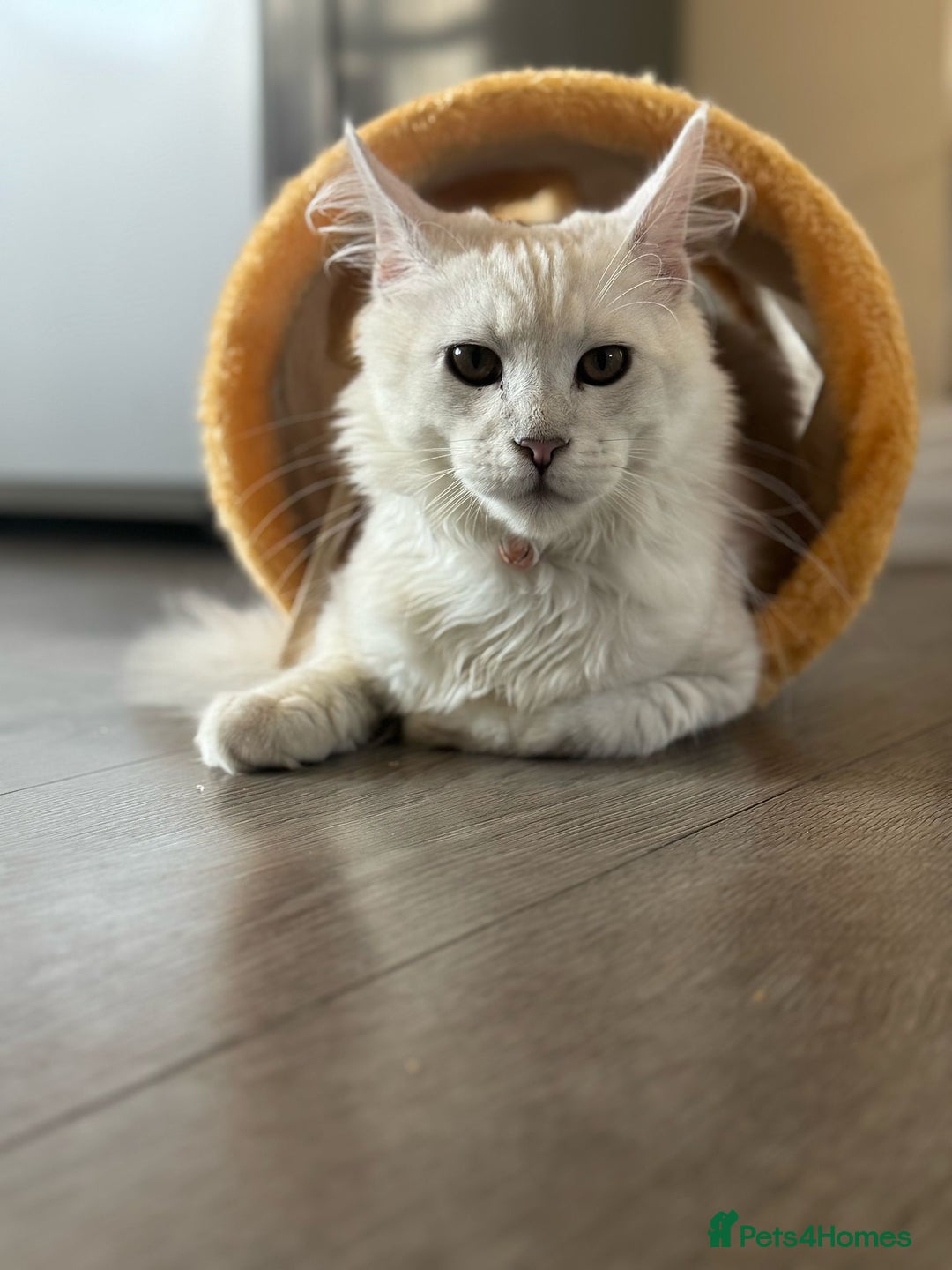 Maine Coon cats for sale: White silver shaded maine coon - Advert 5