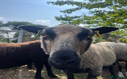 Sheep livestock for sale: Various Shetland Sheep for sale - Image 2