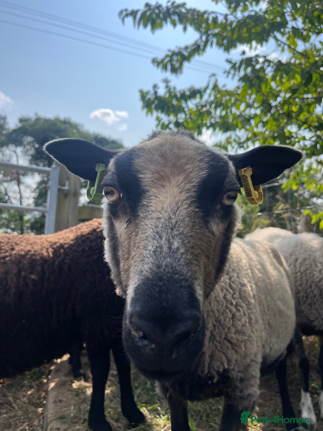 Sheep livestock for sale: Various Shetland Sheep for sale - Image 2