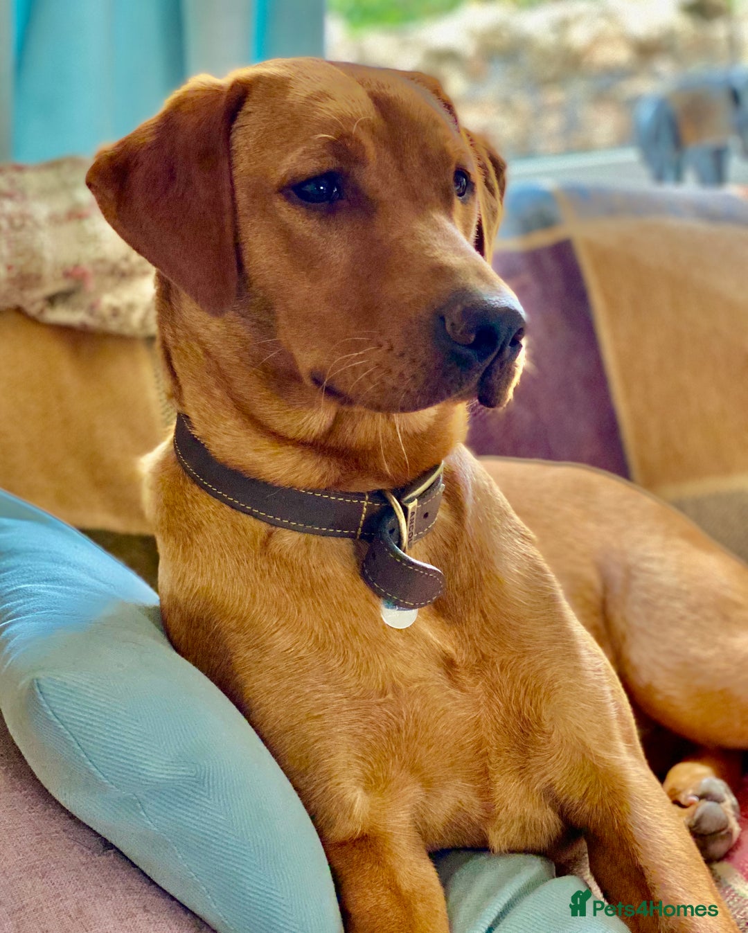 Labrador Retriever dogs for sale: Beautiful yellow & black Labrador pups (KC Reg) - Advert 1