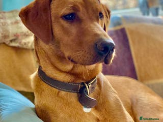 Labrador Retriever dogs Beautiful yellow & black Labrador pups (KC Reg) - Advert 3