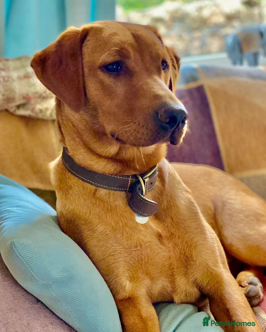 Labrador Retriever dogs for sale: Ready now! Beautiful Labrador pups (KC Reg) - Advert 12