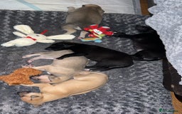 Whippet dogs for sale: 3 Whippets available from 10/09/25 - Image 12