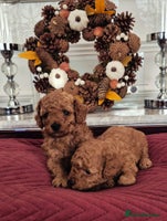 Cavapoo dogs - Advert 11