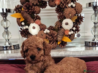 Cavapoo dogs - Advert 7