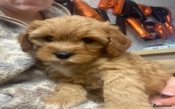 Mixed Breed dogs for sale: Beautiful female available ready to leave 1st nov - Image 29