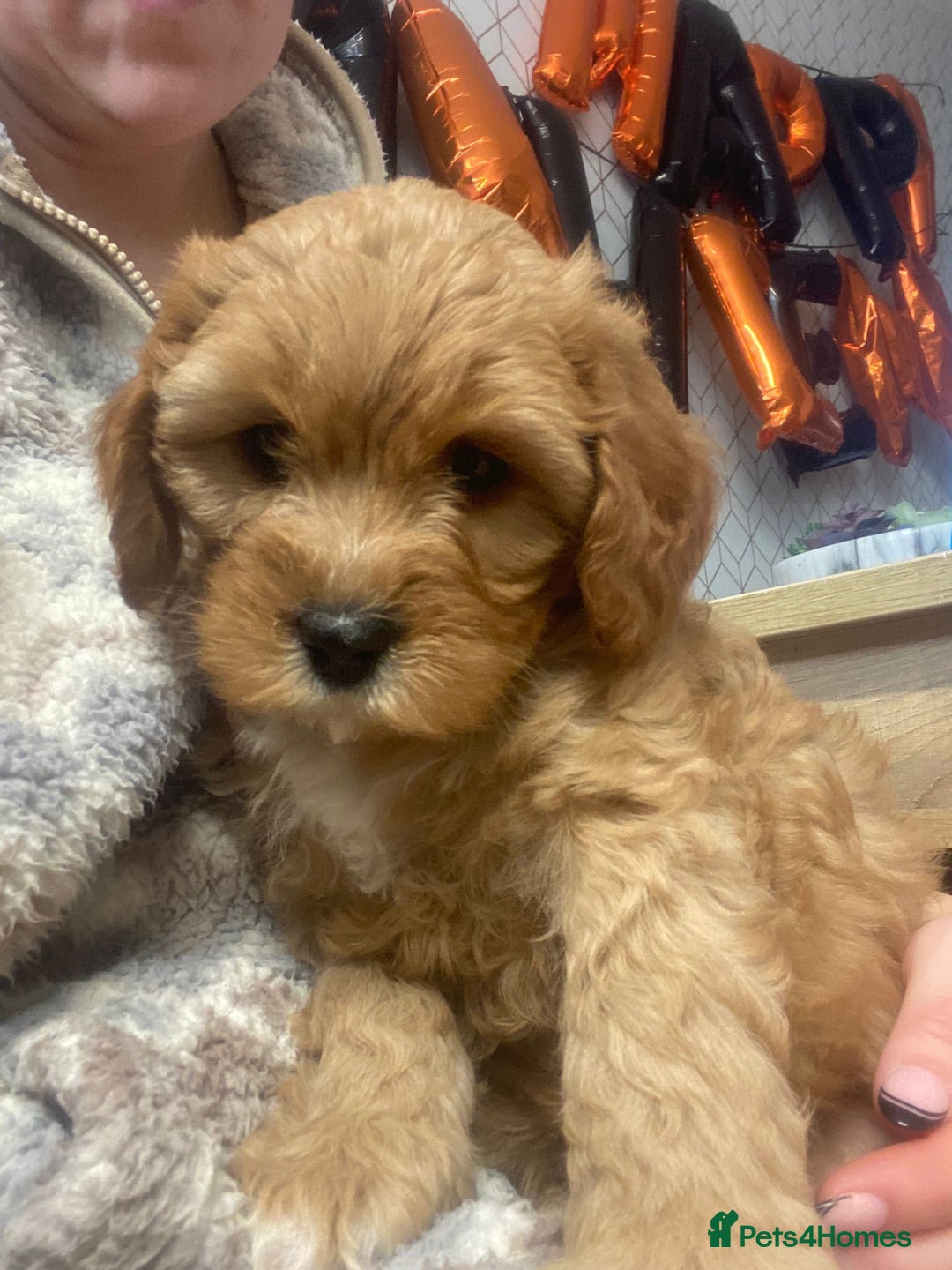 Mixed Breed dogs for sale: Beautiful female available ready to leave 1st nov - Image 29