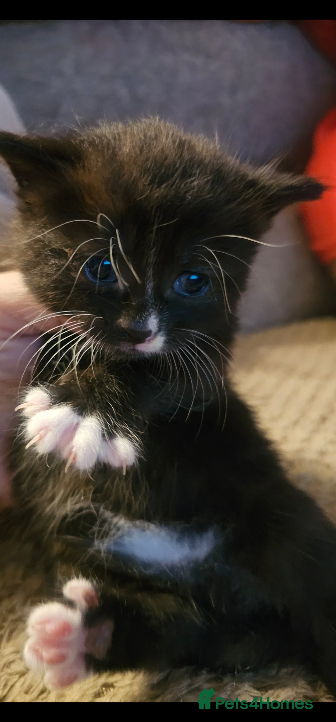 British Shorthair cats for sale: Gorgeous black/white kittens  - Image 3