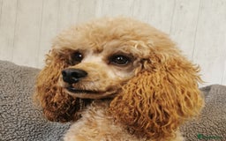 Cockapoo dogs for sale: Outstanding quality F1 Cockapoo pups  - Image 17