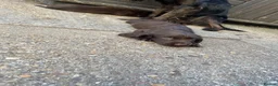 Sprocker dogs for sale: Sprocker pups - Advert 2