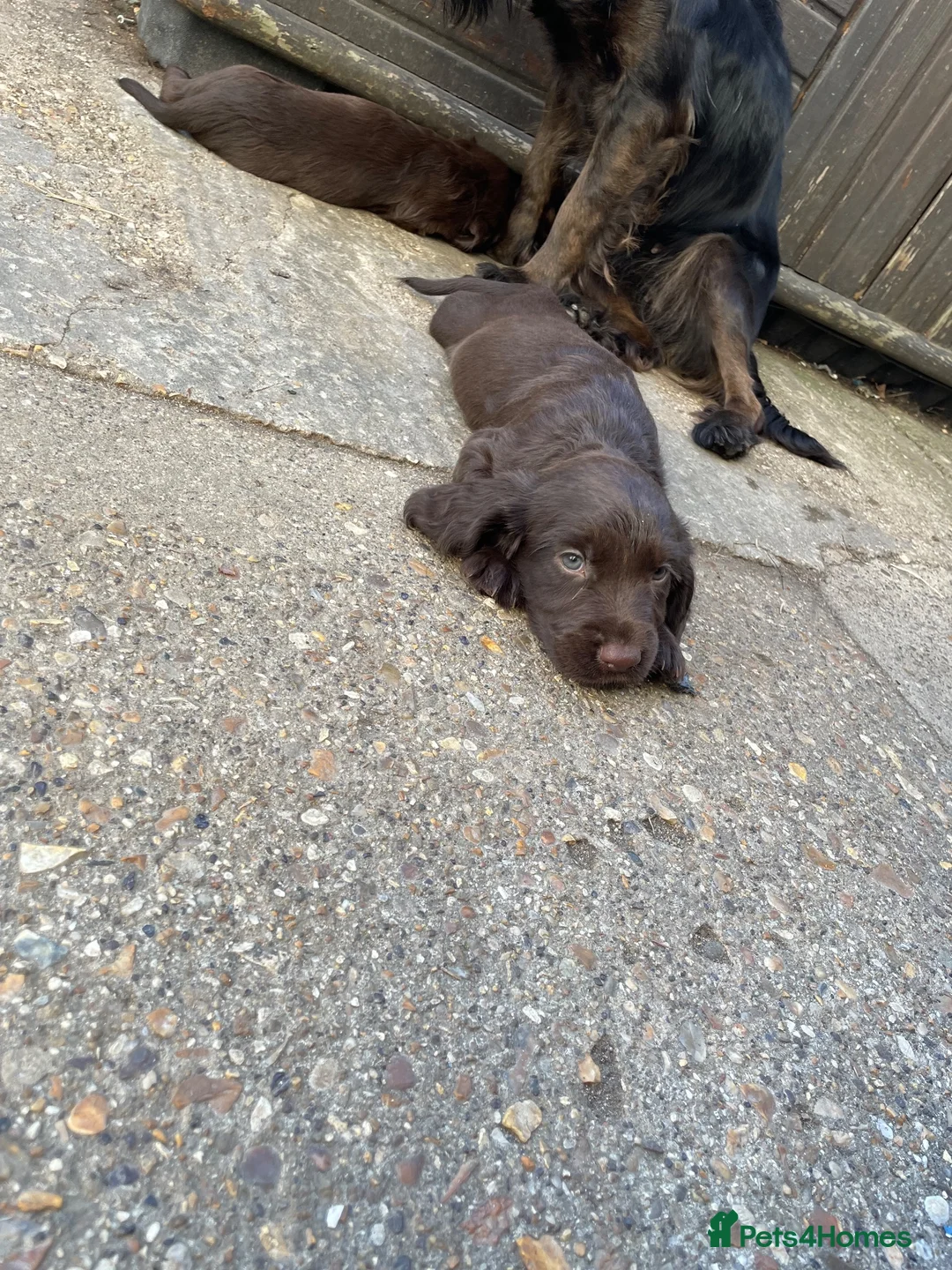 Sprocker dogs for sale: Sprocker pups - Advert 2