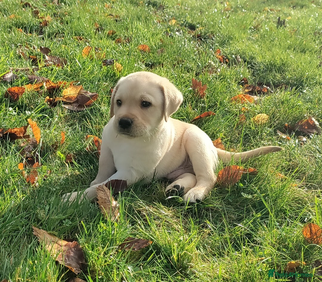 Labrador Retriever dogs for sale: Adorable Labrador Puppies  - Advert 1