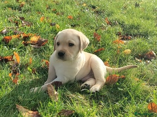 Labrador Retriever dogs Adorable Labrador Puppies - Advert 1