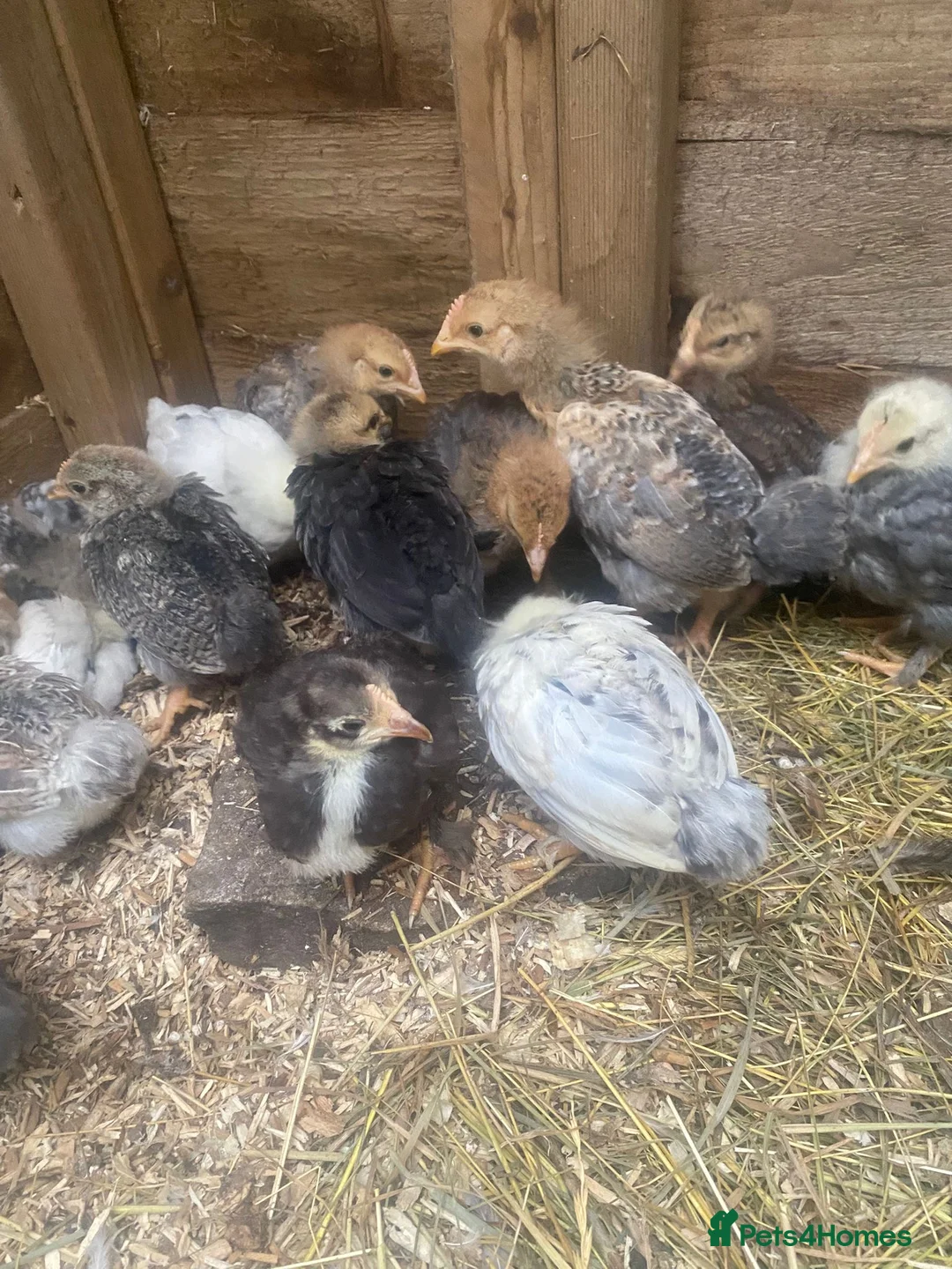 Chickens poultry for sale: Chickens and chicks read description - Advert 12