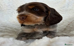 Cocker Spaniel dogs for sale: Chocolate roan show type cocker spaniels - Image 9