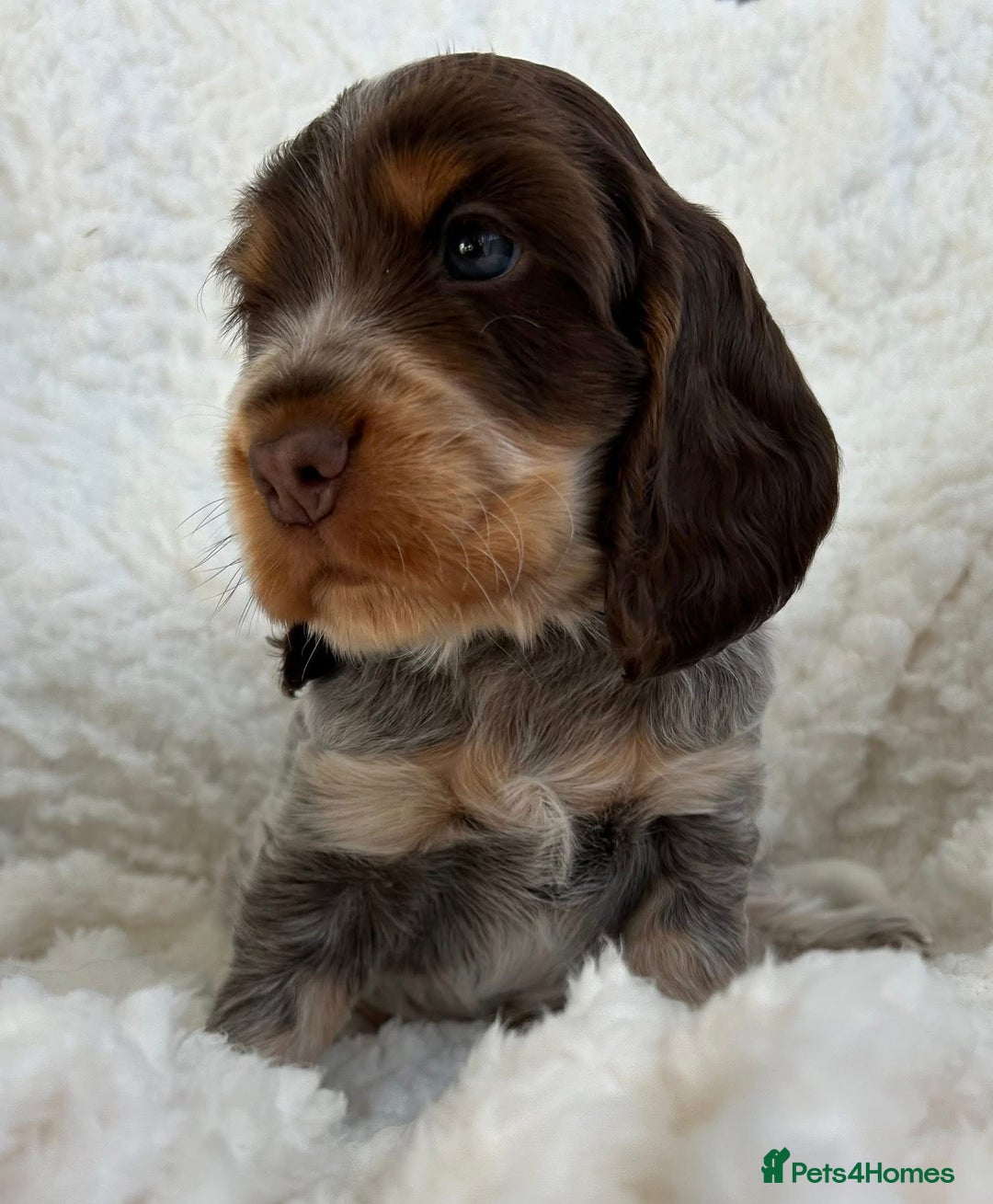 Cocker Spaniel dogs for sale: Chocolate roan show type cocker spaniels - Image 9