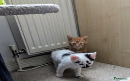 Mixed Breed cats for sale: Beautiful healthy kittens 😍😍 - Image 13