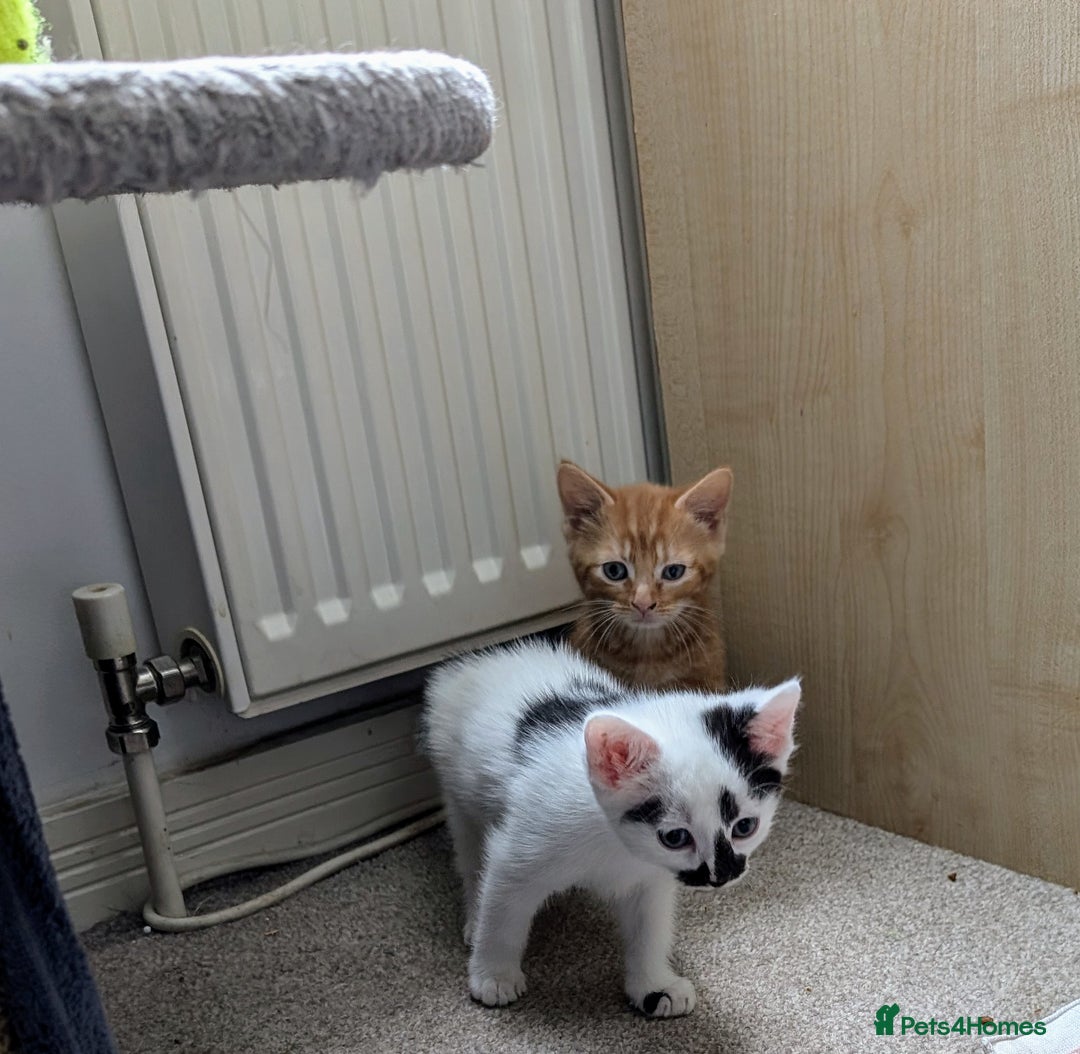 Mixed Breed cats for sale: Beautiful healthy kittens 😍😍 - Image 13