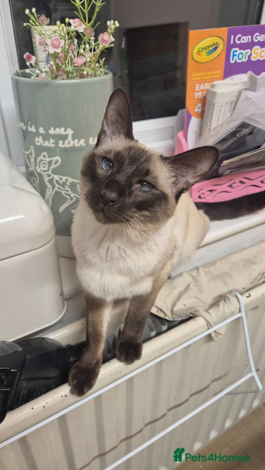 Siamese cats for sale: 3 siamese kittens for sale in Wolverhampton - Advert 6
