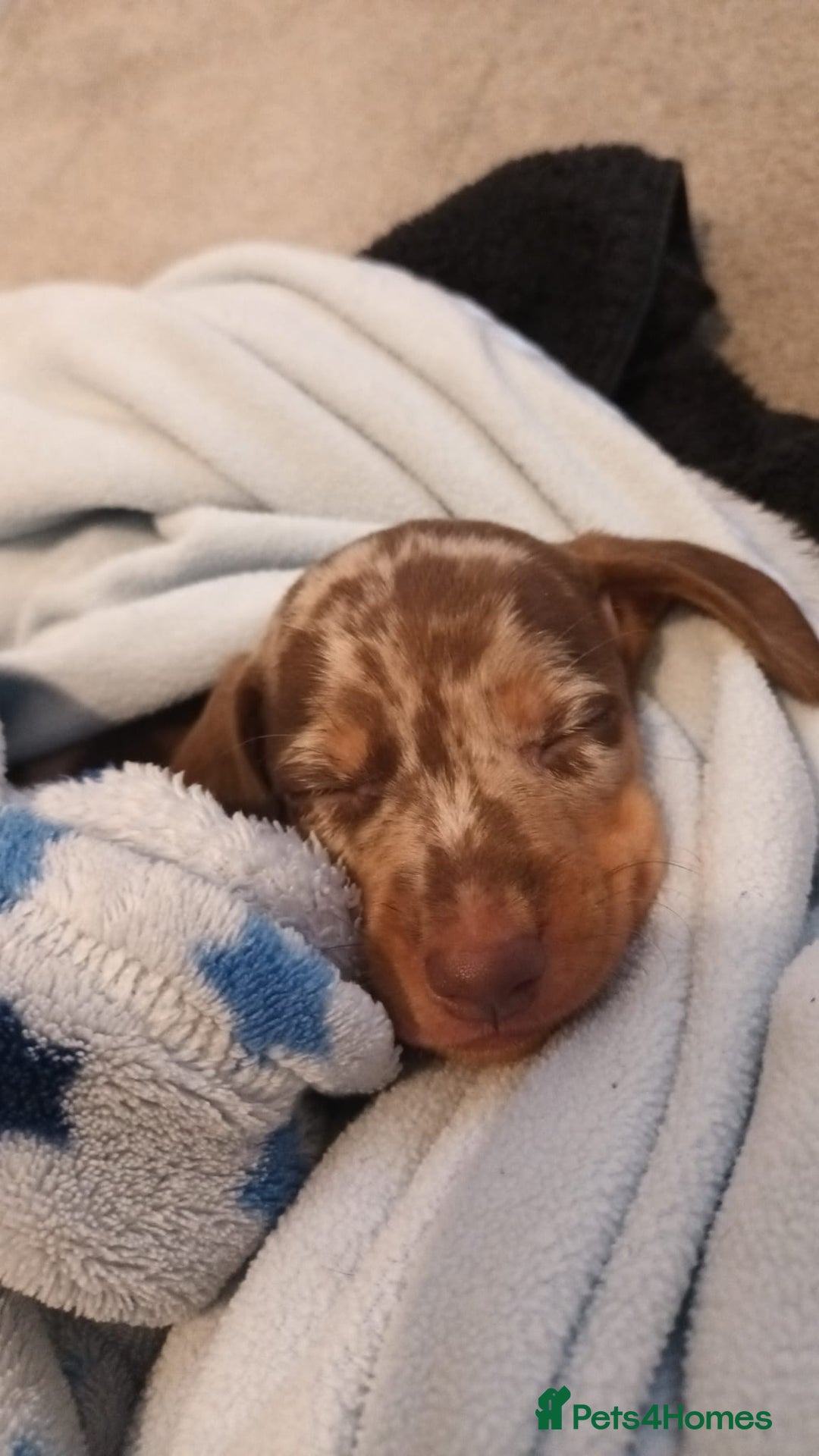 Miniature Dachshund dogs for sale: Minature short haired dachshund  - Image 6