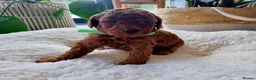Toy Poodle dogs for sale: Exceptional Tiny Toy Poodle Puppies in Shoreham-by-Sea - Advert 10