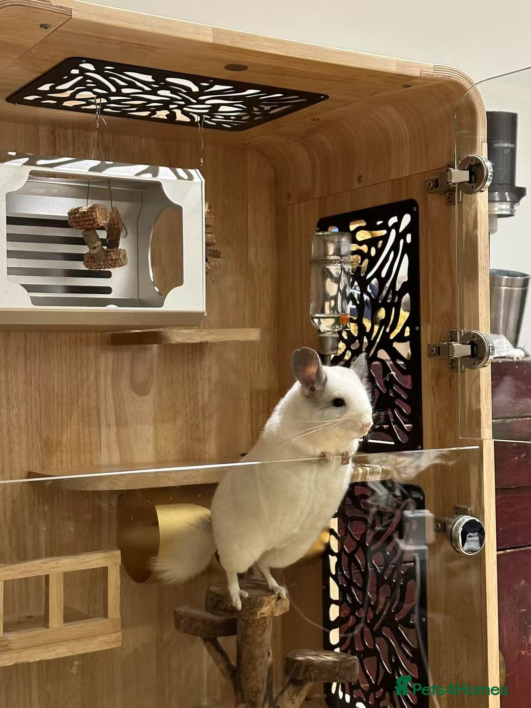 Chinchilla rodents for sale: Cute white chinchilla with mansion - Image 4