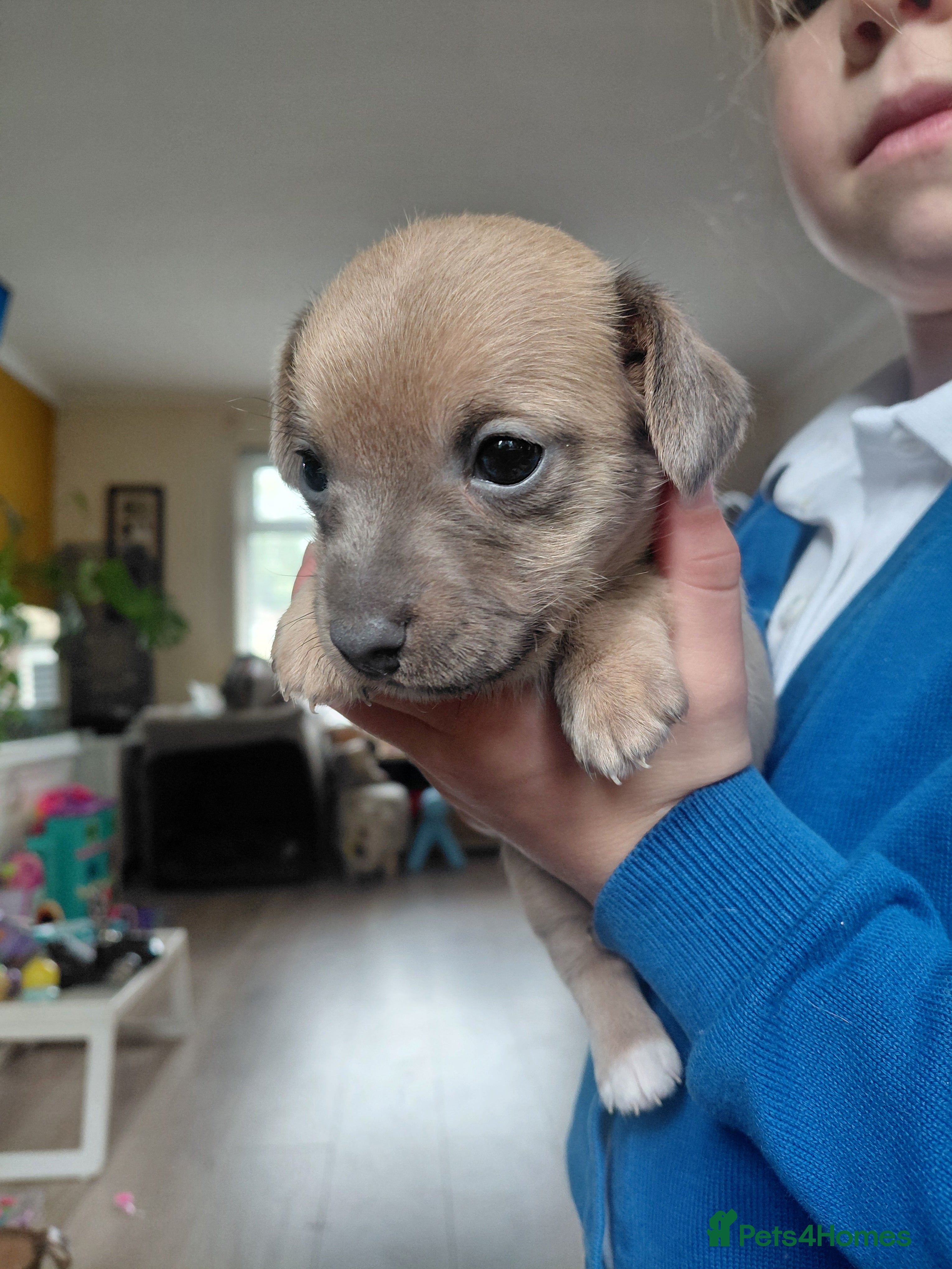 Jack Russell dogs 8 Beautiful Jack russell puppies - Advert 2