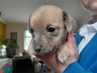 Jack Russell dogs 8 Beautiful Jack russell puppies - Advert 2