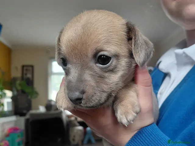 Jack Russell dogs 8 Beautiful Jack russell puppies - Advert 2