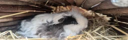 Guinea Pig rodents for sale: Two bonded, beautiful rare Texel boy guinea pigs in Swanage - Advert 10