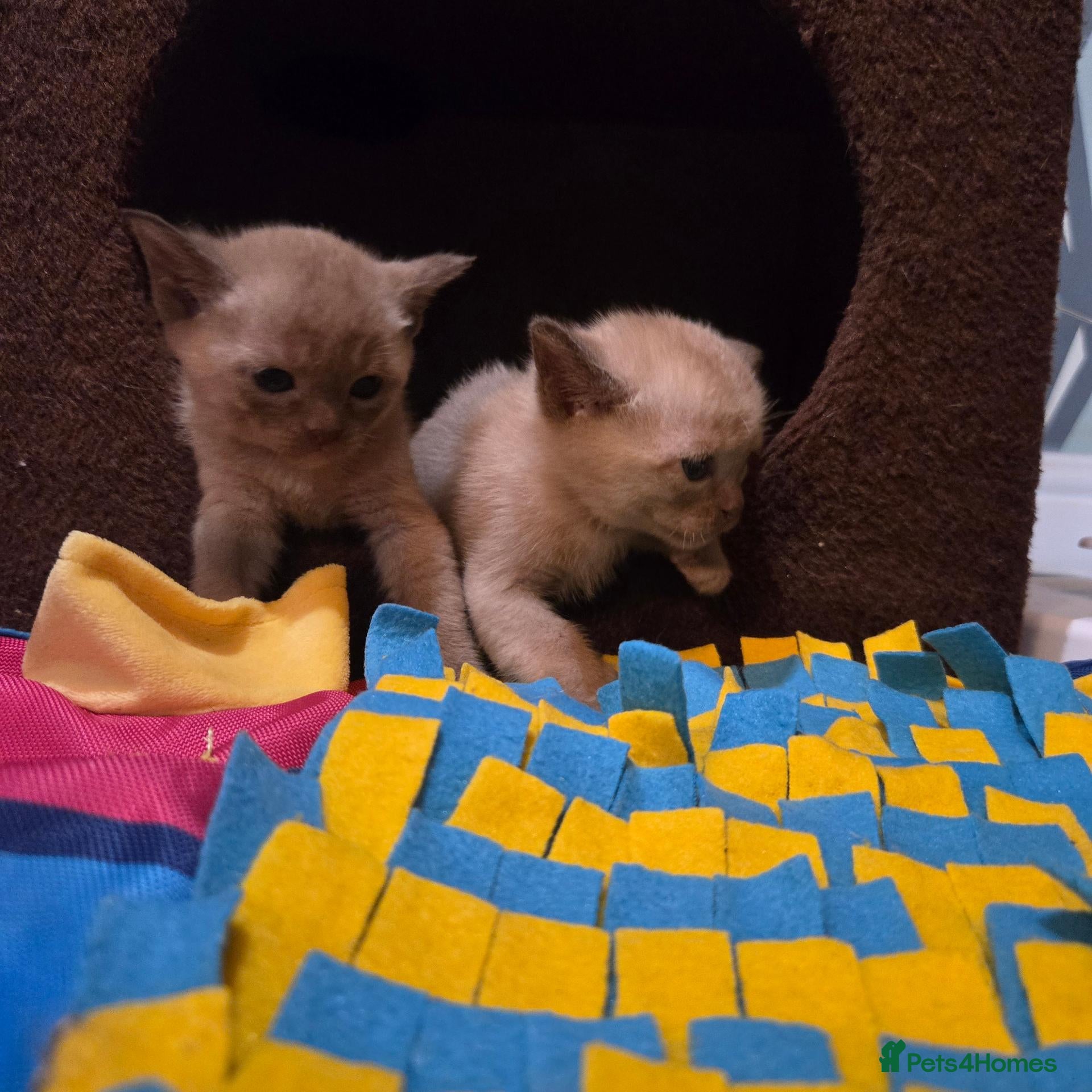Burmese cats Outstanding Pedigree Burmese Kittens,Vet checked - Advert 2