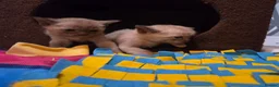 Burmese cats for sale: Outstanding Pedigree Burmese Kittens,Vet checked - Advert 2